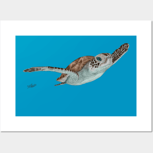 Green Sea Turtle 2 Posters and Art